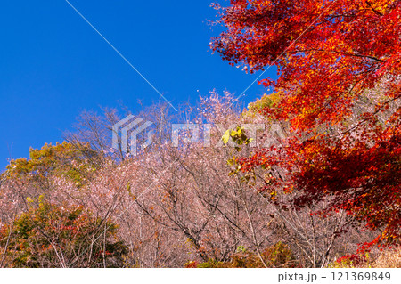埼玉県児玉郡神川町矢納 冬桜と紅葉の名所町立城峯公園 満開の冬桜ともみじなどの紅葉の競演 埼玉県児玉郡神川町矢納 冬桜と紅葉の名所町立城峯公園 満開の冬桜ともみじなどの紅葉の競演 121369849