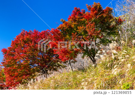 埼玉県児玉郡神川町矢納 冬桜と紅葉の名所町立城峯公園 満開の冬桜ともみじなどの紅葉の競演 埼玉県児玉郡神川町矢納 冬桜と紅葉の名所町立城峯公園 満開の冬桜ともみじなどの紅葉の競演 121369855