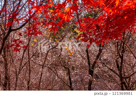 埼玉県児玉郡神川町矢納　冬桜と紅葉の名所町立城峯公園　真っ赤に紅葉したもみじ越しの満開の冬桜 121369981