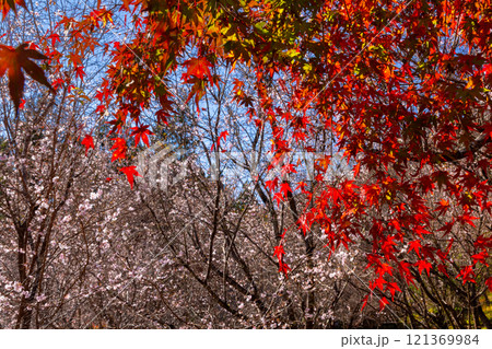 埼玉県児玉郡神川町矢納 冬桜と紅葉の名所町立城峯公園 真っ赤に紅葉したもみじ越しの満開の冬桜 埼玉県児玉郡神川町矢納 冬桜と紅葉の名所町立城峯公園 真っ赤に紅葉したもみじ越しの満開の冬桜 121369984