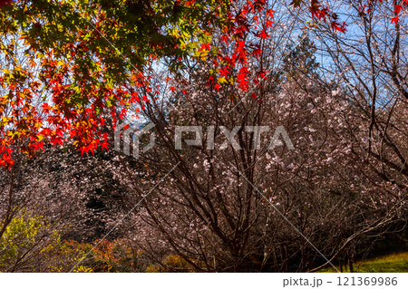 埼玉県児玉郡神川町矢納　冬桜と紅葉の名所町立城峯公園　真っ赤に紅葉したもみじ越しの満開の冬桜 121369986