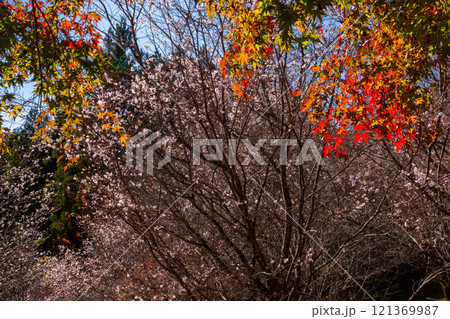 埼玉県児玉郡神川町矢納　冬桜と紅葉の名所町立城峯公園　真っ赤に紅葉したもみじ越しの満開の冬桜 121369987