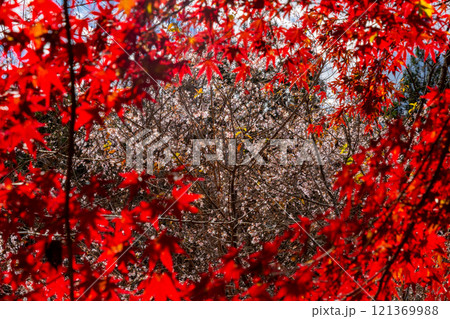 埼玉県児玉郡神川町矢納 冬桜と紅葉の名所町立城峯公園 真っ赤に紅葉したもみじ越しの満開の冬桜 埼玉県児玉郡神川町矢納 冬桜と紅葉の名所町立城峯公園 真っ赤に紅葉したもみじ越しの満開の冬桜 121369988