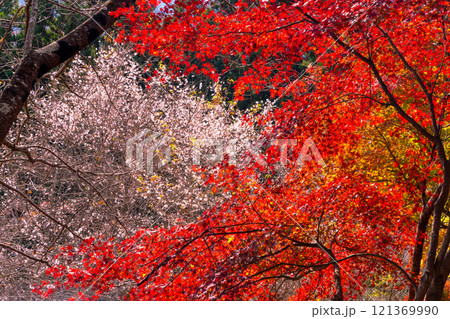埼玉県児玉郡神川町矢納 冬桜と紅葉の名所町立城峯公園 真っ赤に紅葉したもみじ越しの満開の冬桜 埼玉県児玉郡神川町矢納 冬桜と紅葉の名所町立城峯公園 真っ赤に紅葉したもみじ越しの満開の冬桜 121369990