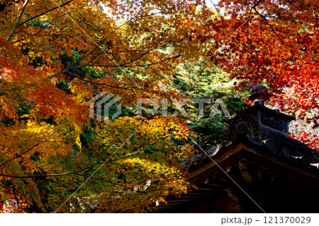 色づくモミジと秋の風景 121370029