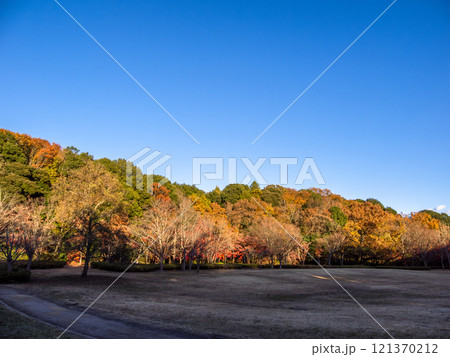 木々が西日に照らされた冬の公園風景(千葉県松戸市・21世紀の森と広場) 木々が西日に照らされた冬の公園風景(千葉県松戸市・21世紀の森と広場) 121370212