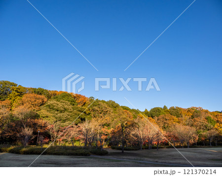 木々が西日に照らされた冬の公園風景（千葉県松戸市・21世紀の森と広場） 121370214