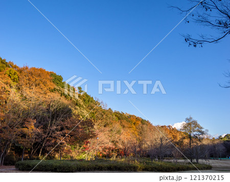 木々が西日に照らされた冬の公園風景（千葉県松戸市・21世紀の森と広場） 121370215