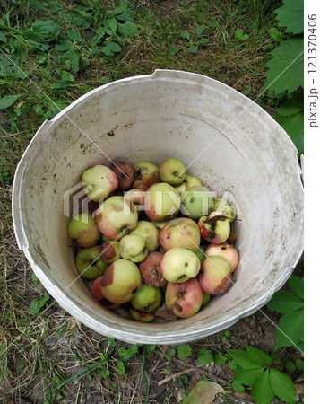 Rotten apples. A bucket filled with rotten apples. Lost crop. Sun baked and spoiled fruits. Heat and global warming. Food crisis in the world. Products unsuitable for consumption 121370406