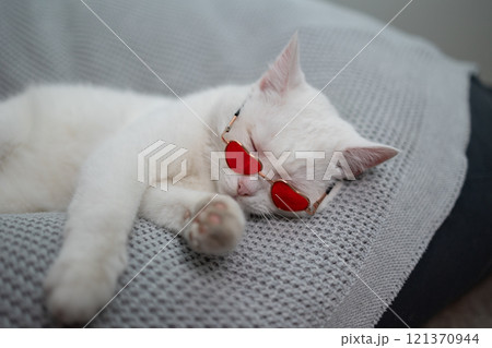 A Cute White Cat with HeartShaped Sunglasses who is Napping Comfortably and Peacefully 121370944
