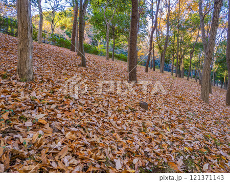 冬の公園風景　斜面を覆う落ち葉の絨毯 121371143