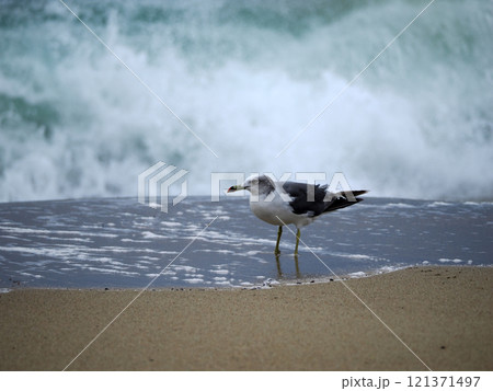 波打ち際のカモメ 121371497