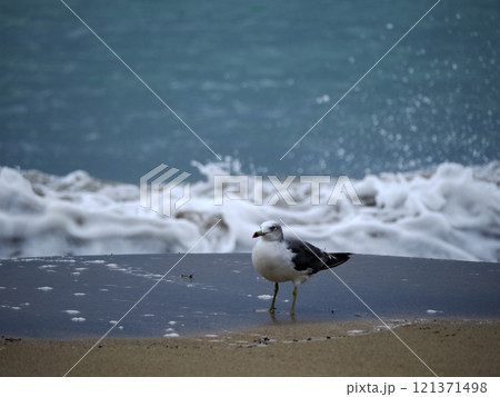 波打ち際のカモメ 121371498