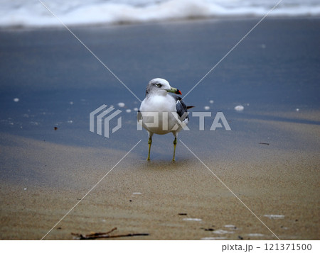 波打ち際のカモメ 121371500