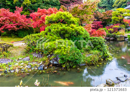 長府庭園の紅葉【山口県下関市】 長府庭園の紅葉【山口県下関市】 121371683