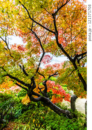 長府庭園の紅葉【山口県下関市】 121371708