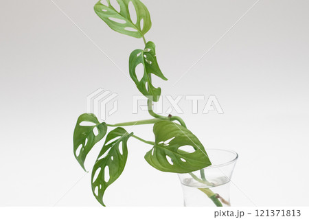 a sprout of a young monstera plant a sprout of a young monstera plant 121371813