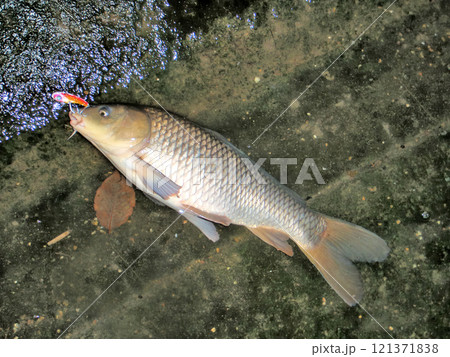ルアーで鯉が釣れた ルアーで鯉が釣れた 121371838