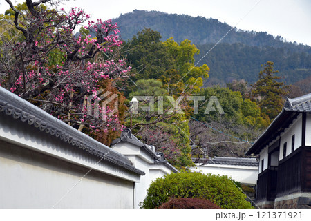 京都小野の随心院の梅 121371921