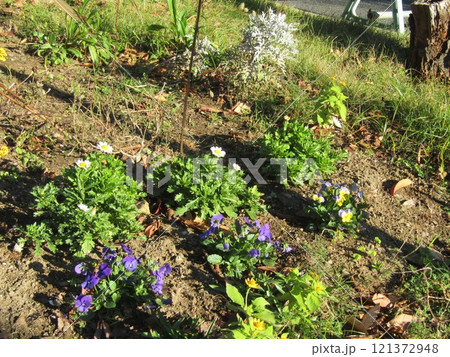 紺色のビオラと白いノースポール 121372948