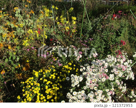 こじま花の会花畑の黄色い菊と白い菊 121372953