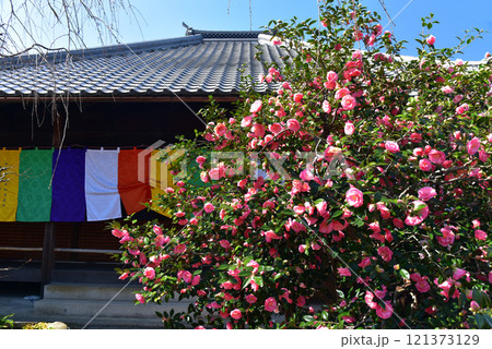 京都　地蔵院　椿寺の五色八重散椿 121373129