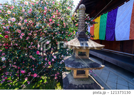 京都　地蔵院　椿寺の五色八重散椿 121373130