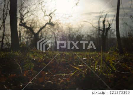 macro photo on the foliage full of dew in a sunrise in the woods macro photo on the foliage full of dew in a sunrise in the woods 121373399