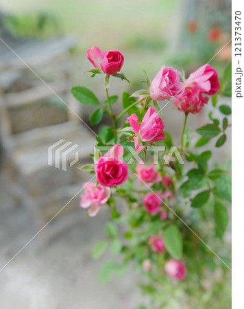 ベンチとミニ薔薇 ベンチとミニ薔薇 121373470
