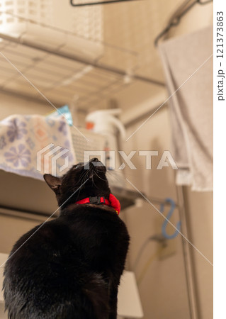 黒猫 黒猫 121373863