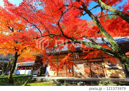 【滋賀県】晴天の永源寺の紅葉 121373979