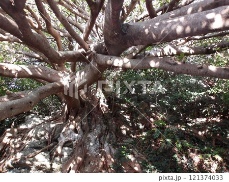 アコウの樹 アコウの樹 121374033