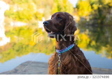 Irish Setter dog posing at a mountain lake in autumn. Traveling with a pet. Pet in leaf fall. Atmospheric photo in nature. Irish Setter dog posing at a mountain lake in autumn. Traveling with a pet. Pet in leaf fall. Atmospheric photo in nature. 121374890