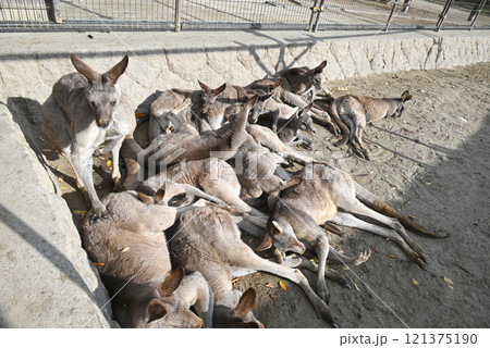 重なり合って寝ているオオカンガルー 121375190