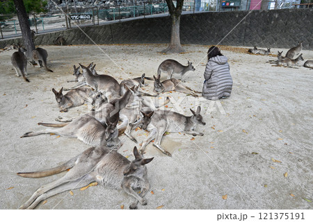 オオカンガルーとオオカンガルーにふれあう人 121375191