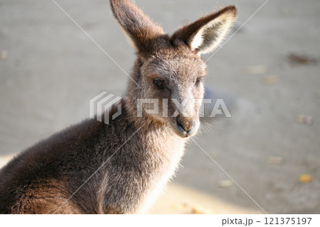 雌のオオカンガルー 雌のオオカンガルー 121375197