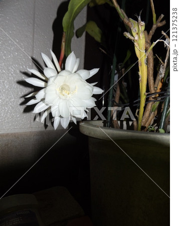 一晩しか楽しめない白い大きい月下美人の花 一晩しか楽しめない白い大きい月下美人の花 121375238