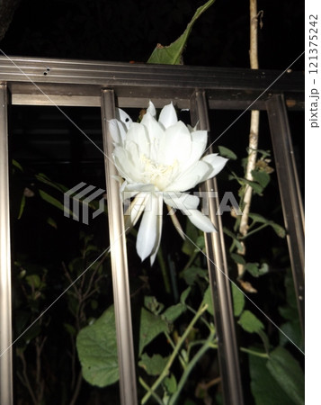 一晩しか楽しめない白い大きい月下美人の花 121375242