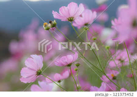 コスモス 121375452
