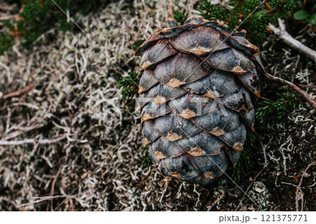 Fresh cedar cone, fallen from tree branch, lies in green bushes. resinous pine cones in wild nature. nut harvest season Fresh cedar cone, fallen from tree branch, lies in green bushes. resinous pine cones in wild nature. nut harvest season 121375771