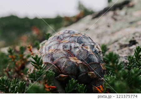 Siberian cedar pine cone on green bush. wild harvest Siberian cedar pine cone on green bush. wild harvest 121375774