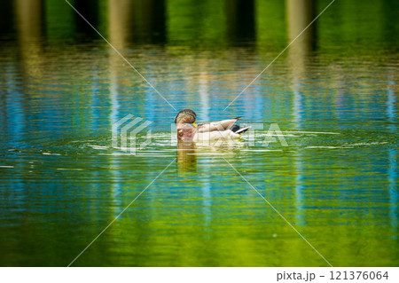 池を泳ぐマガモ 121376064
