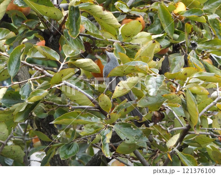 柿の木にとまって虫を取っているのかヒヨドリさん 121376100