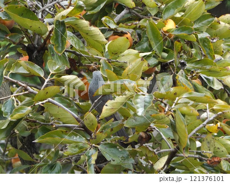 柿の木にとまって虫を取っているのかヒヨドリさん 121376101