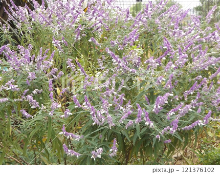 花期のの長い紫色の穂状の花はメキシカンセージの花 花期のの長い紫色の穂状の花はメキシカンセージの花 121376102