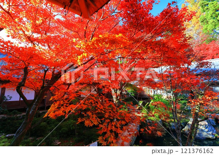 【滋賀県】晴天の百済寺の本坊庭園の紅葉 121376162