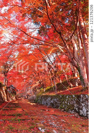 【滋賀県】晴天の百済寺の参道と紅葉 121376206