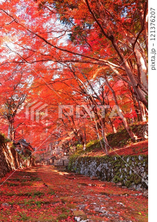 【滋賀県】晴天の百済寺の参道と紅葉 121376207
