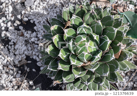 Top view of Queen victoria agave. 121376639