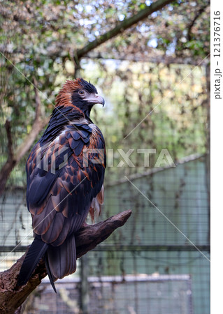 The black breasted buzzard is predator in nature at australia The black breasted buzzard is predator in nature at australia 121376716